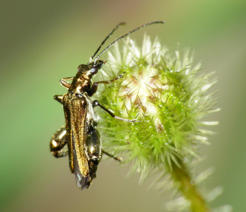 Oedemera flavipes, maschio